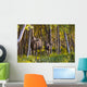 Cow And Calf Moose In Birch Forest Wall Mural