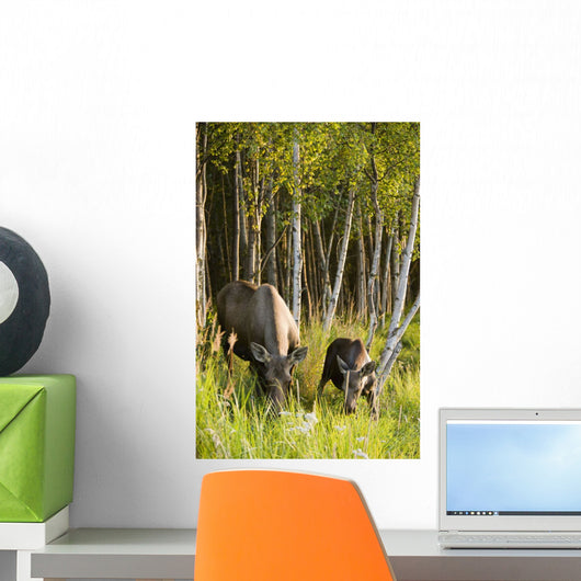 Cow And Calf Moose Feeding Wall Mural