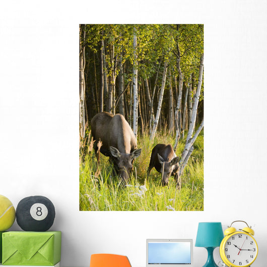 Cow And Calf Moose Feeding Wall Mural