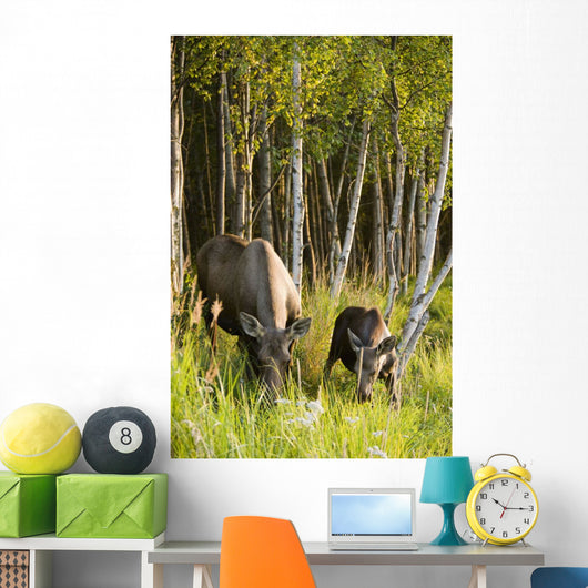 Cow And Calf Moose Feeding Wall Mural