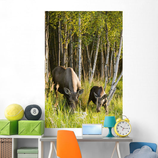 Cow And Calf Moose Feeding Wall Mural