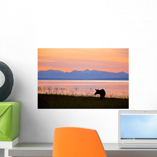 Moose Calf Feeding Wall Mural