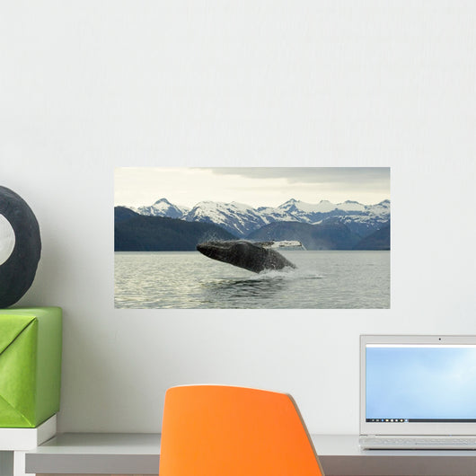 Humpback Whale Breaches Near Glacier Bay National Park, Alaska Wall Mural
