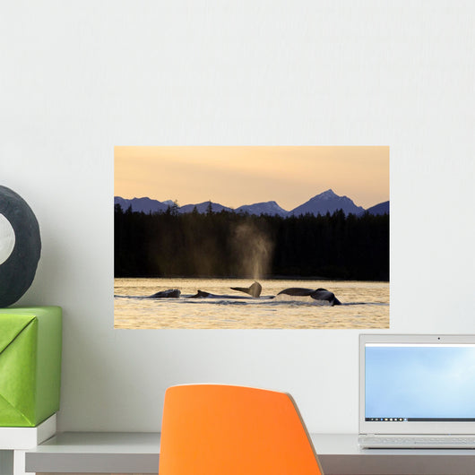 Humpback Whales Swim Wall Mural