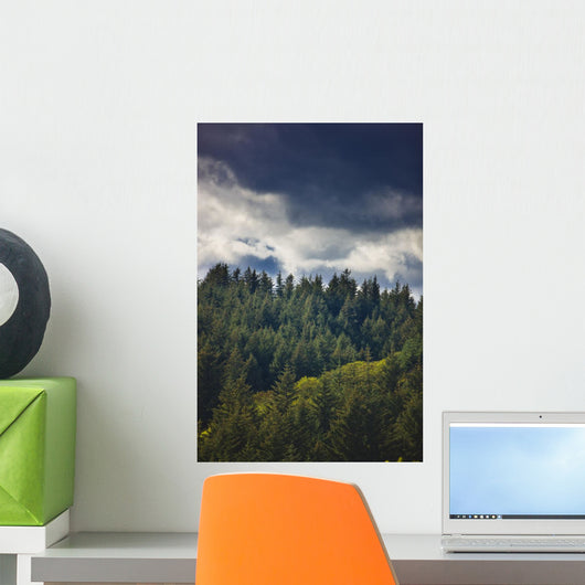 Spruce Tree Forest, Chiniak Bay, Kodiak Island, Southwest Alaska, Fall Wall Mural