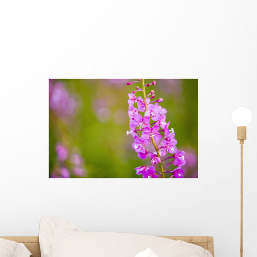 Close Up Of Fireweed Blooming Near Anchor Point In Southcentral Alaska Wall Mural