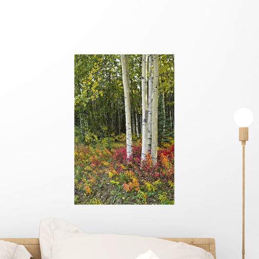 Colorful View Of Aspen Tree Trunks And Fall Foliage Wall Mural