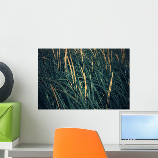 Close Up Of Grass Along Old Womens Bay Wall Mural