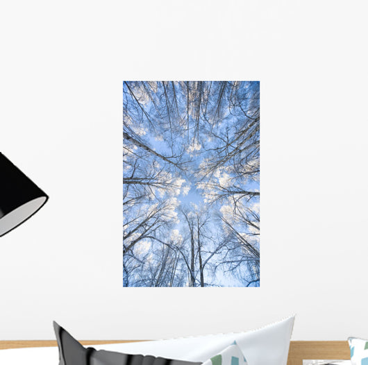 Looking Up Through Hoarfrost Covered Birch Trees In Russian Jack Park Wall Mural