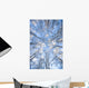 Looking Up Through Hoarfrost Covered Birch Trees In Russian Jack Park Wall Mural