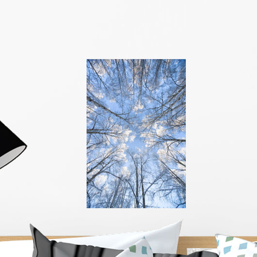 Looking Up Through Hoarfrost Covered Birch Trees In Russian Jack Park Wall Mural