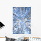 Looking Up Through Hoarfrost Covered Birch Trees In Russian Jack Park Wall Mural