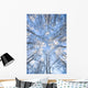 Looking Up Through Hoarfrost Covered Birch Trees In Russian Jack Park Wall Mural