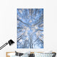 Looking Up Through Hoarfrost Covered Birch Trees In Russian Jack Park Wall Mural