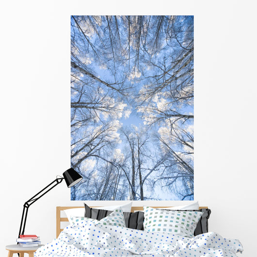 Looking Up Through Hoarfrost Covered Birch Trees In Russian Jack Park Wall Mural