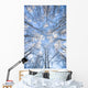 Looking Up Through Hoarfrost Covered Birch Trees In Russian Jack Park Wall Mural