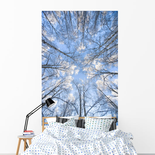 Looking Up Through Hoarfrost Covered Birch Trees In Russian Jack Park Wall Mural