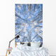 Looking Up Through Hoarfrost Covered Birch Trees In Russian Jack Park Wall Mural