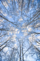 Looking Up Through Hoarfrost Covered Birch Trees In Russian Jack Park Wall Mural