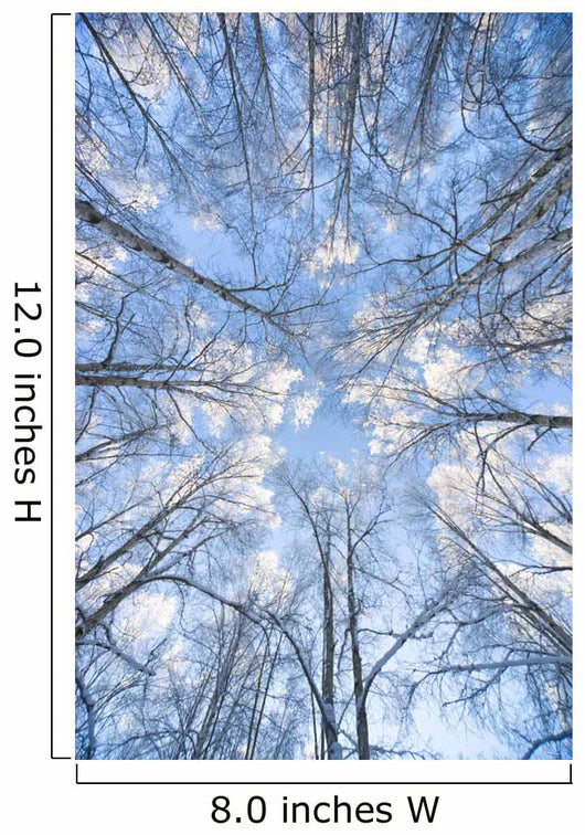 Looking Up Through Hoarfrost Covered Birch Trees In Russian Jack Park Wall Mural