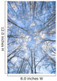 Looking Up Through Hoarfrost Covered Birch Trees In Russian Jack Park Wall Mural