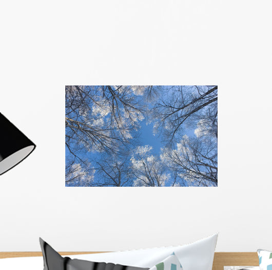 Looking Up Through Hoarfrost Covered Birch Trees In Russian Jack Park Wall Mural