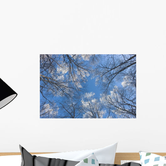 Looking Up Through Hoarfrost Covered Birch Trees In Russian Jack Park Wall Mural