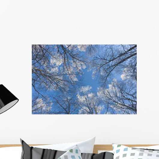 Looking Up Through Hoarfrost Covered Birch Trees In Russian Jack Park Wall Mural