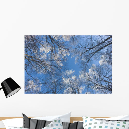 Looking Up Through Hoarfrost Covered Birch Trees In Russian Jack Park Wall Mural