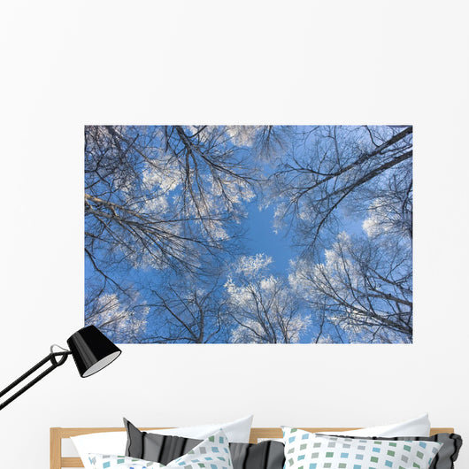 Looking Up Through Hoarfrost Covered Birch Trees In Russian Jack Park Wall Mural