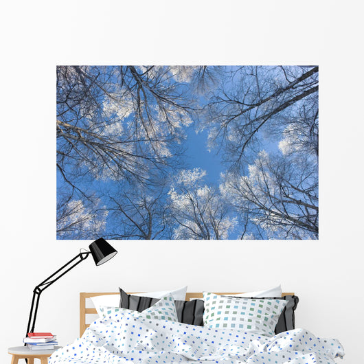 Looking Up Through Hoarfrost Covered Birch Trees In Russian Jack Park Wall Mural