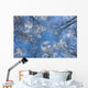 Looking Up Through Hoarfrost Covered Birch Trees In Russian Jack Park Wall Mural