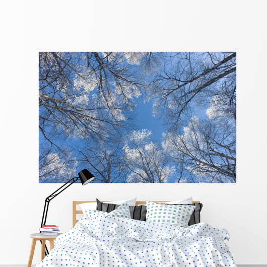 Looking Up Through Hoarfrost Covered Birch Trees In Russian Jack Park Wall Mural