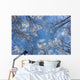 Looking Up Through Hoarfrost Covered Birch Trees In Russian Jack Park Wall Mural