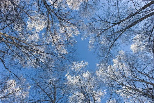 Looking Up Through Hoarfrost Covered Birch Trees In Russian Jack Park Wall Mural