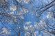 Looking Up Through Hoarfrost Covered Birch Trees In Russian Jack Park Wall Mural