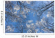 Looking Up Through Hoarfrost Covered Birch Trees In Russian Jack Park Wall Mural