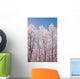 Hoarfrost Covered Birch Trees In Russian Jack Park, Anchorage, Alaska Wall Mural