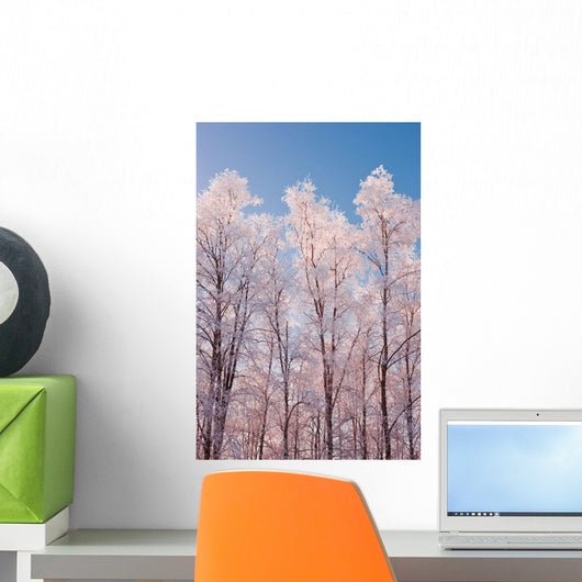 Hoarfrost Covered Birch Trees In Russian Jack Park, Anchorage, Alaska Wall Mural