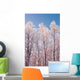 Hoarfrost Covered Birch Trees In Russian Jack Park, Anchorage, Alaska Wall Mural