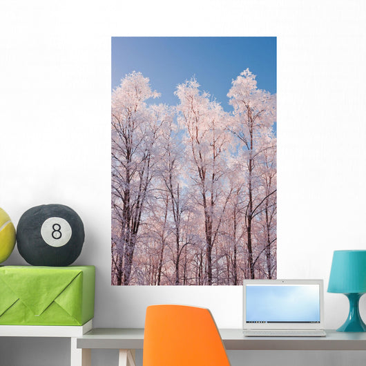 Hoarfrost Covered Birch Trees In Russian Jack Park, Anchorage, Alaska Wall Mural