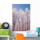 Hoarfrost Covered Birch Trees In Russian Jack Park, Anchorage, Alaska Wall Mural