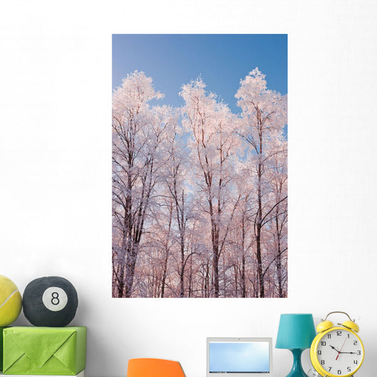 Hoarfrost Covered Birch Trees In Russian Jack Park, Anchorage, Alaska Wall Mural