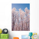 Hoarfrost Covered Birch Trees In Russian Jack Park, Anchorage, Alaska Wall Mural