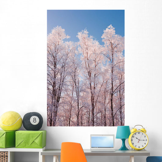 Hoarfrost Covered Birch Trees In Russian Jack Park, Anchorage, Alaska Wall Mural