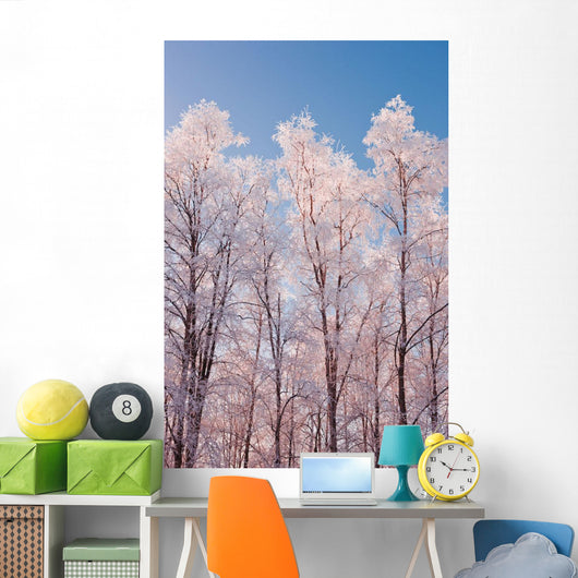 Hoarfrost Covered Birch Trees In Russian Jack Park, Anchorage, Alaska Wall Mural