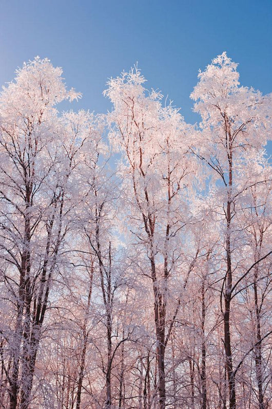 Hoarfrost Covered Birch Trees In Russian Jack Park, Anchorage, Alaska Wall Mural