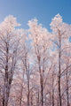 Hoarfrost Covered Birch Trees In Russian Jack Park, Anchorage, Alaska Wall Mural