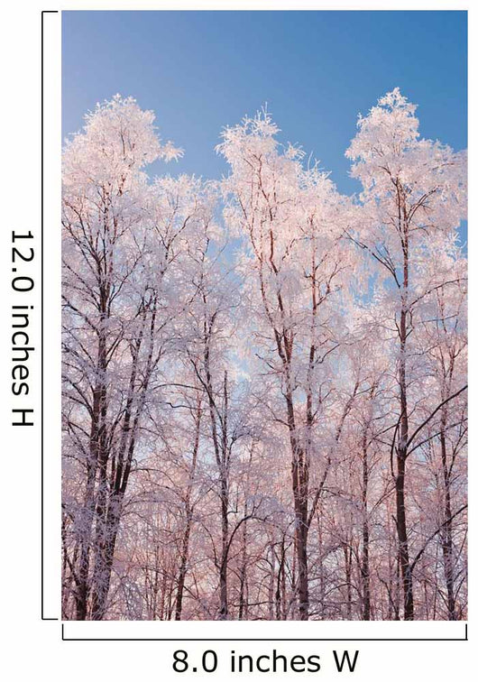Hoarfrost Covered Birch Trees In Russian Jack Park, Anchorage, Alaska Wall Mural