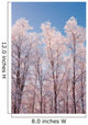 Hoarfrost Covered Birch Trees In Russian Jack Park, Anchorage, Alaska Wall Mural